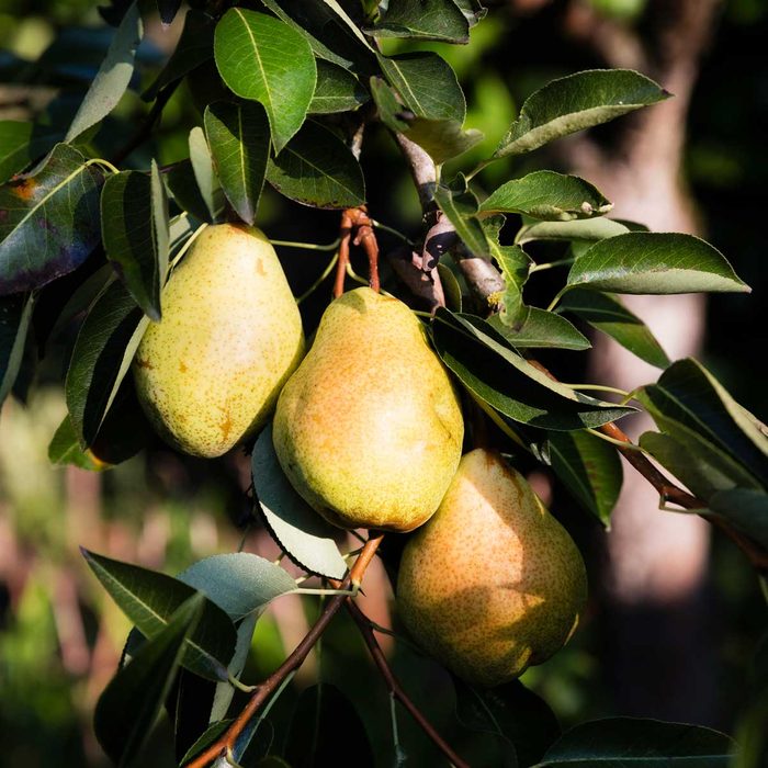 Williams Pears On Tree Gettyimages 1128922756