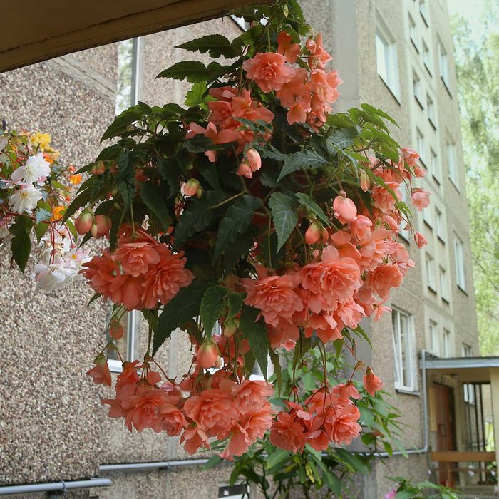 Begonia Hanging Plant
