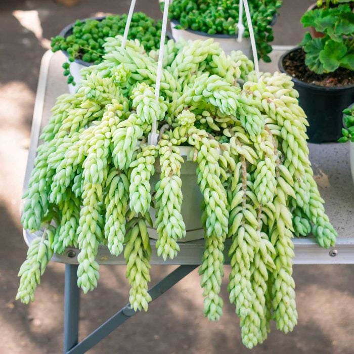 Burros Tail Hanging Plant