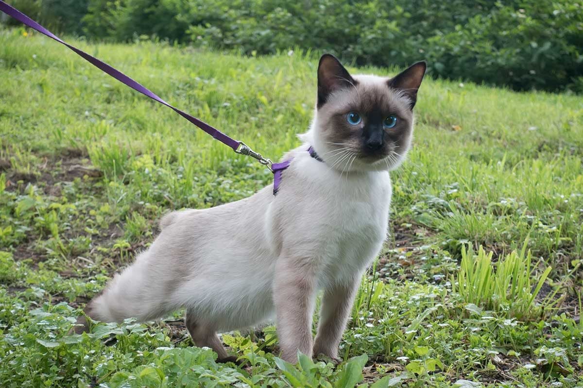 How To Choose a Leash for Your Cat
