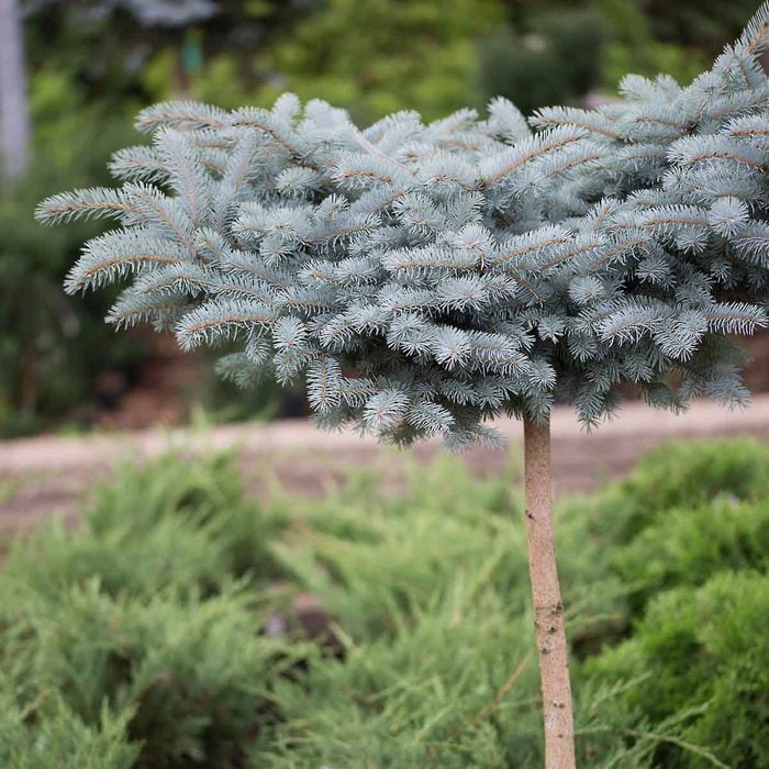 Dwarf Blue Spruce 