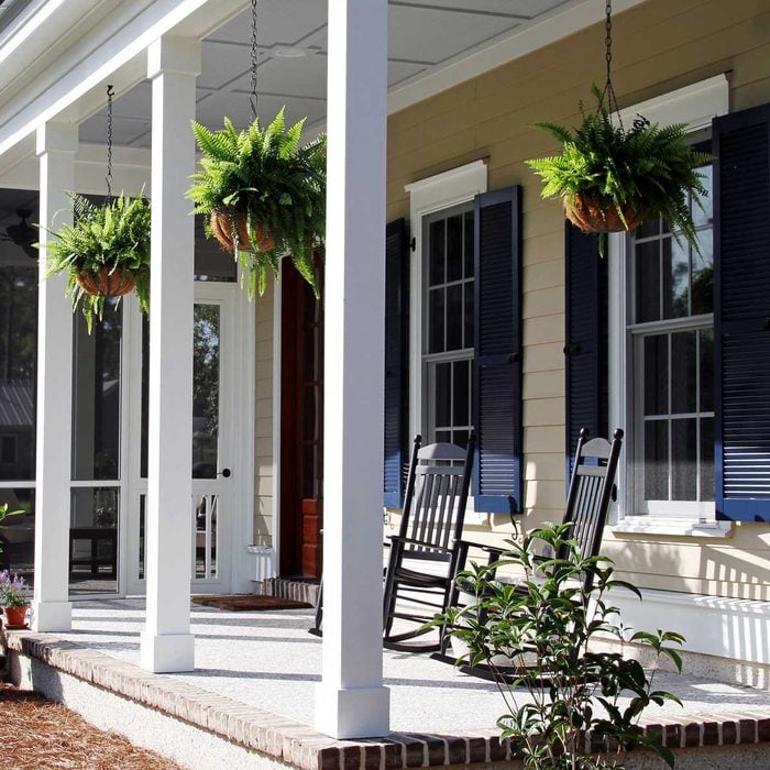 Fern Hanging Plants