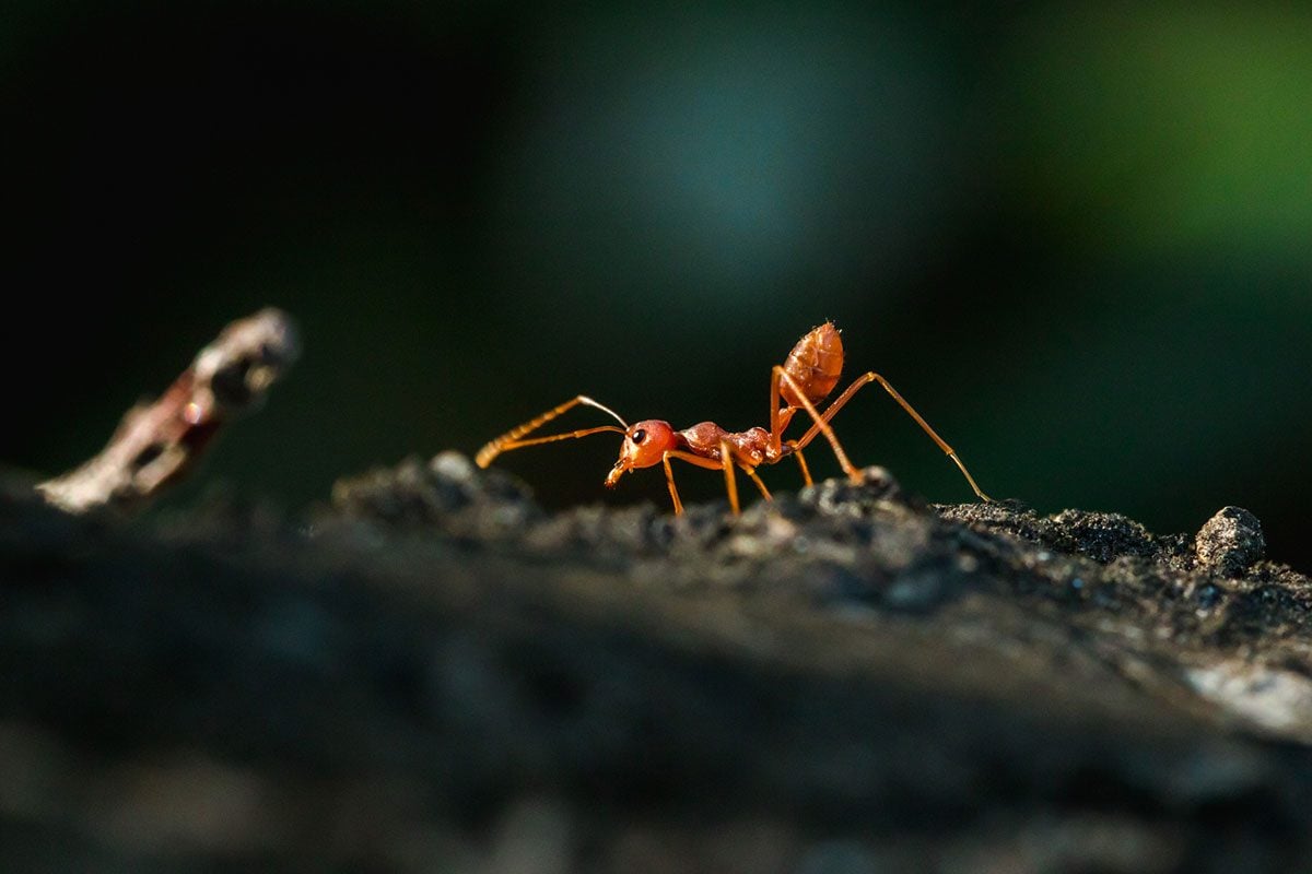 Fire Ant Gettyimages 1280550136