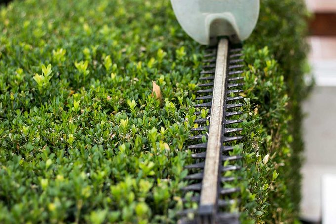 Hedge Trimmer Gettyimages 1198803252