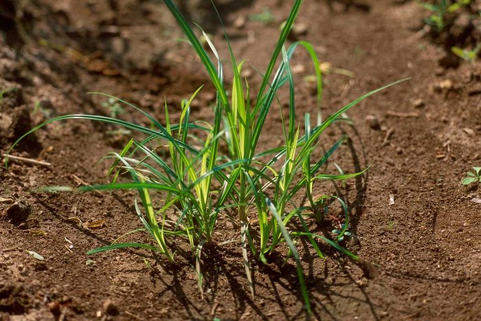 Nutsedge Weed