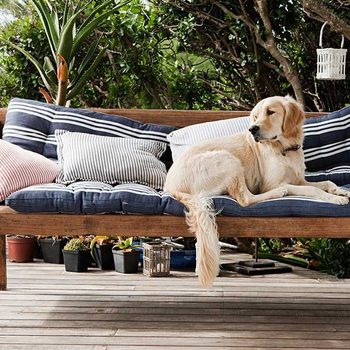 Dog on Outdoor Cushion with Pet Stain