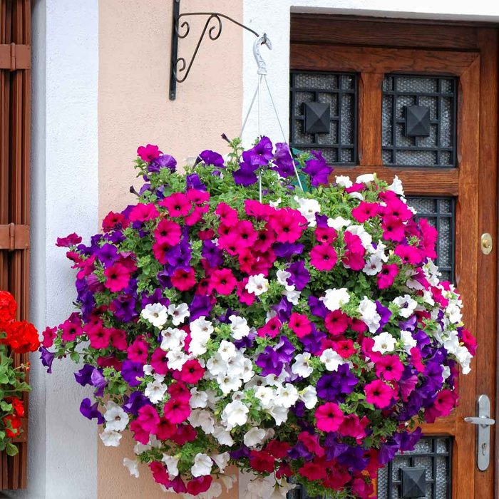 Petunia Hanging Plant