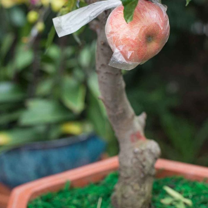 Potted Apple Tree 