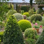 Homeowner’s Guide To Shrubs