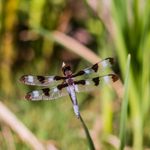 6 Plants That Attract Dragonflies