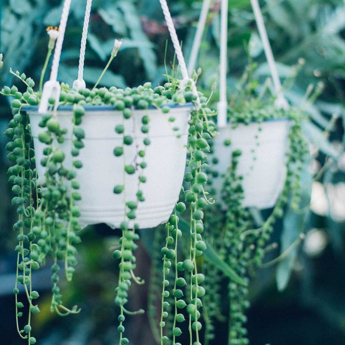 String Of Pearls Hanging Plants