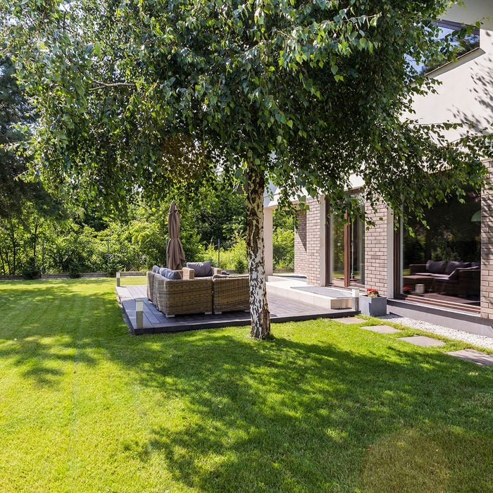 tree shading patio