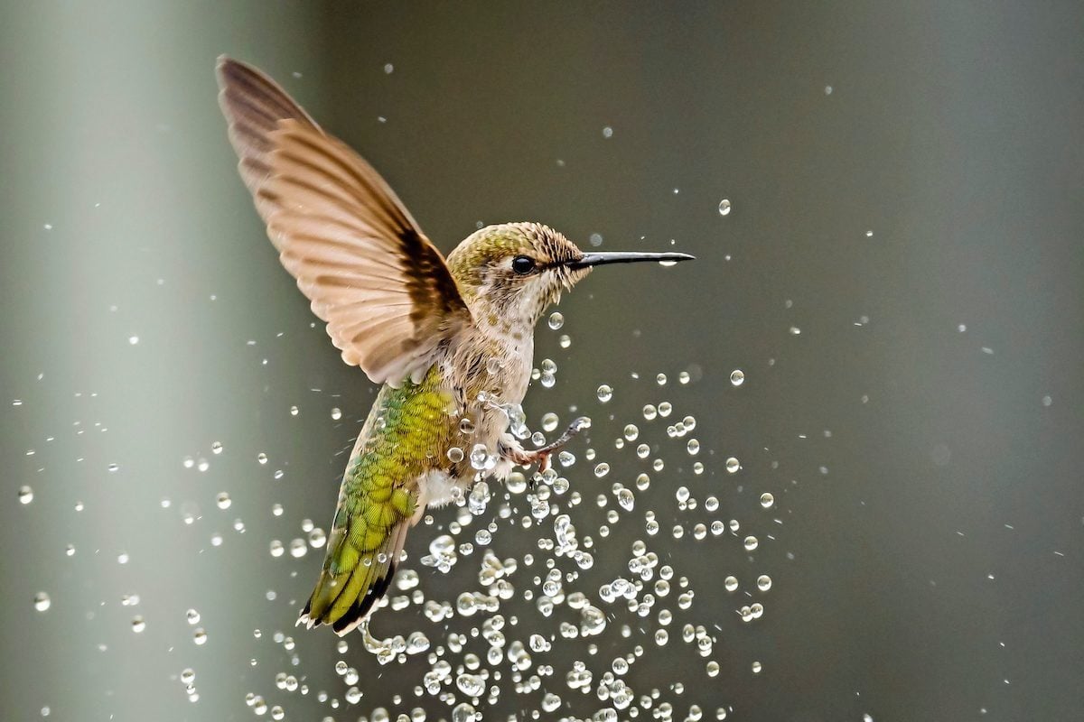 Anna's hummingbird