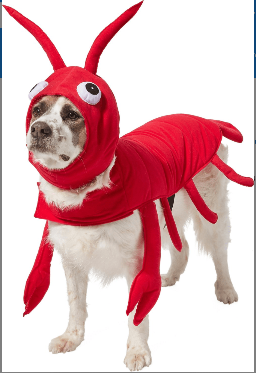 Chewy Frisco Lobster Costume