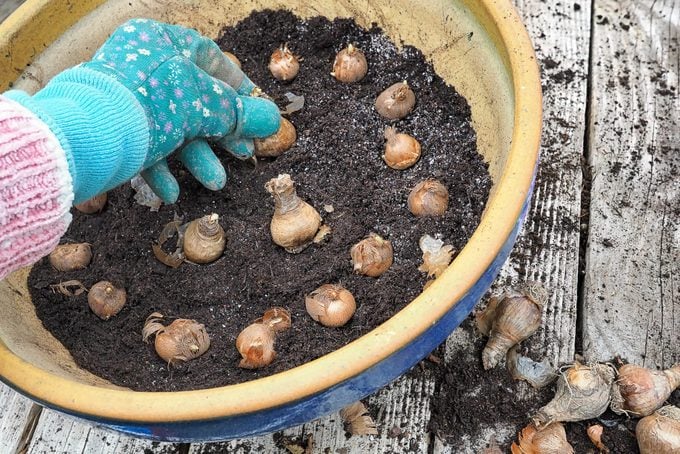 A hand wearing a gardening glove setting out crocus bulbs in a circular planter for Spring flowers.