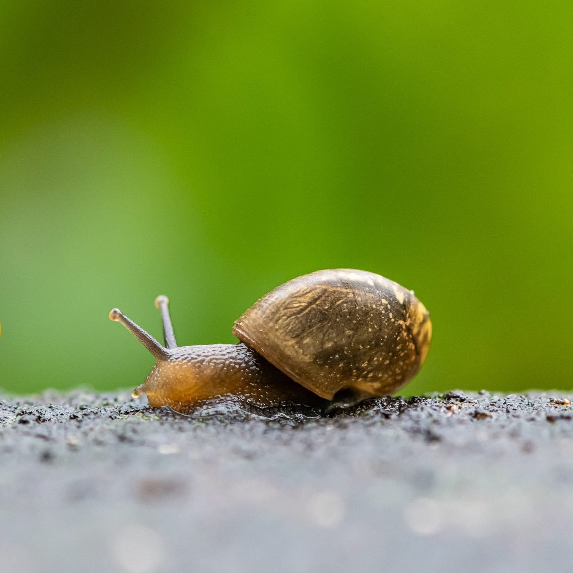 one garden snail crawling after each other on wet floor with green background
