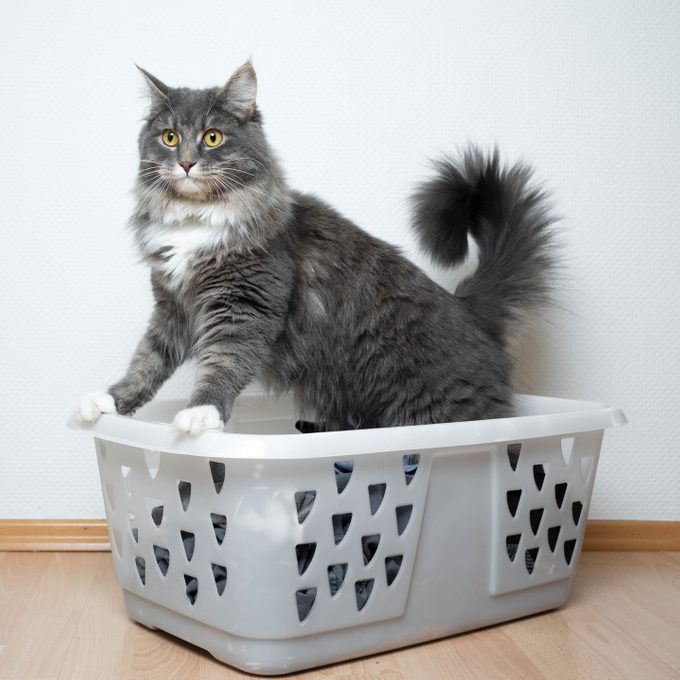 cat sitting in laundry basket