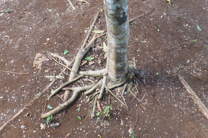 flagpole tree trunk with girdling roots