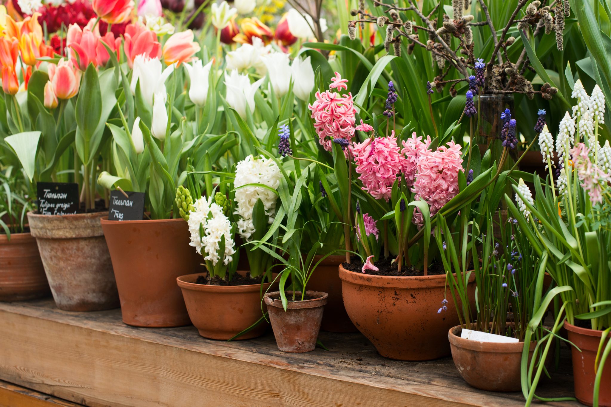 What To Know About Planting Bulbs in Pots | The Family Handyman