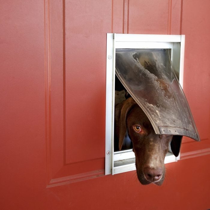 Dog popping head out of doggie door; German pointer looking outside, through doggie door in red door.