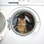 How To Get Cat Urine and Its Smell Out of Clothes