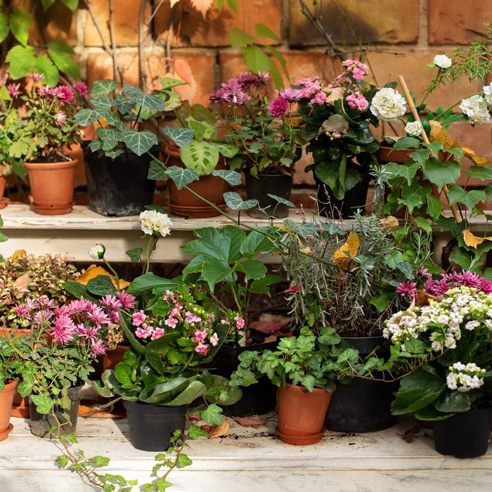 plants on patio outdoors