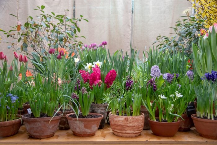 ceramic pots with bright flowers and planted bulbs arranged in a row