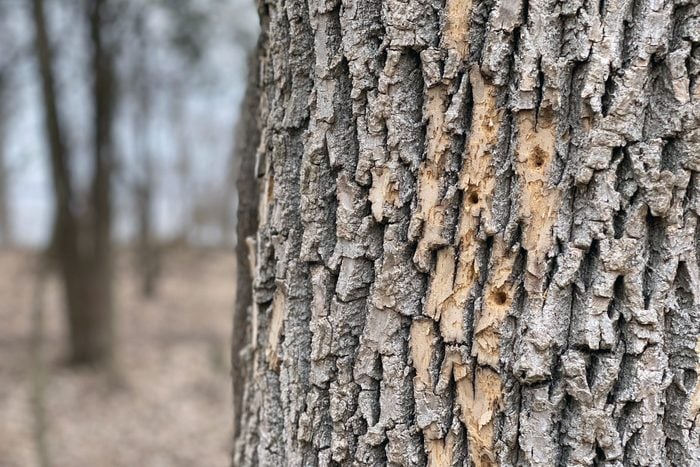 Emerald Ash Borer Damaged Tree