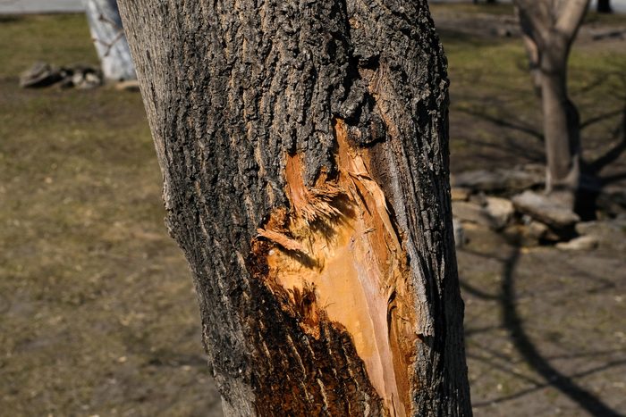 damaged tree trunk with big crack