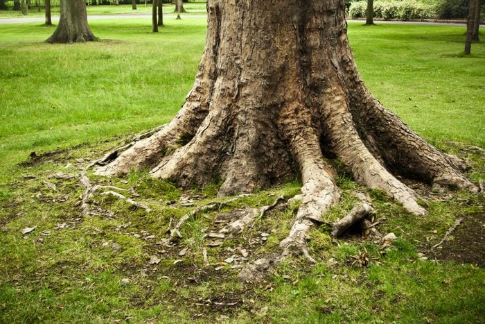 heaving tree roots in backyard