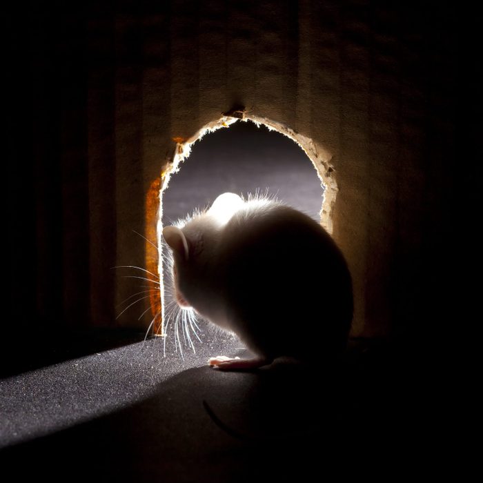 Mouse looking out of hole, interior point of view