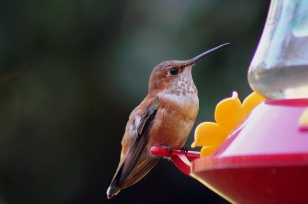 Hummingbird perches on a feeder