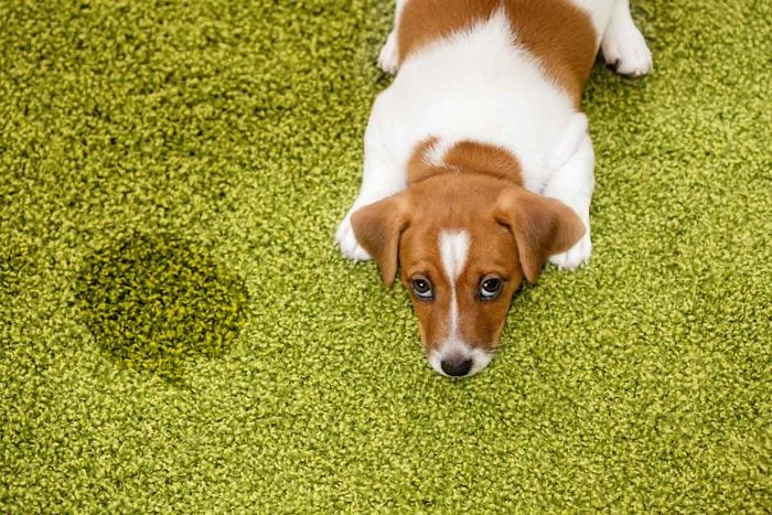 Dog Pee Stain On Carpet Gettyimages 525022308