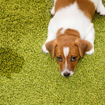 Dog Pee Stain On Carpet Gettyimages 525022308