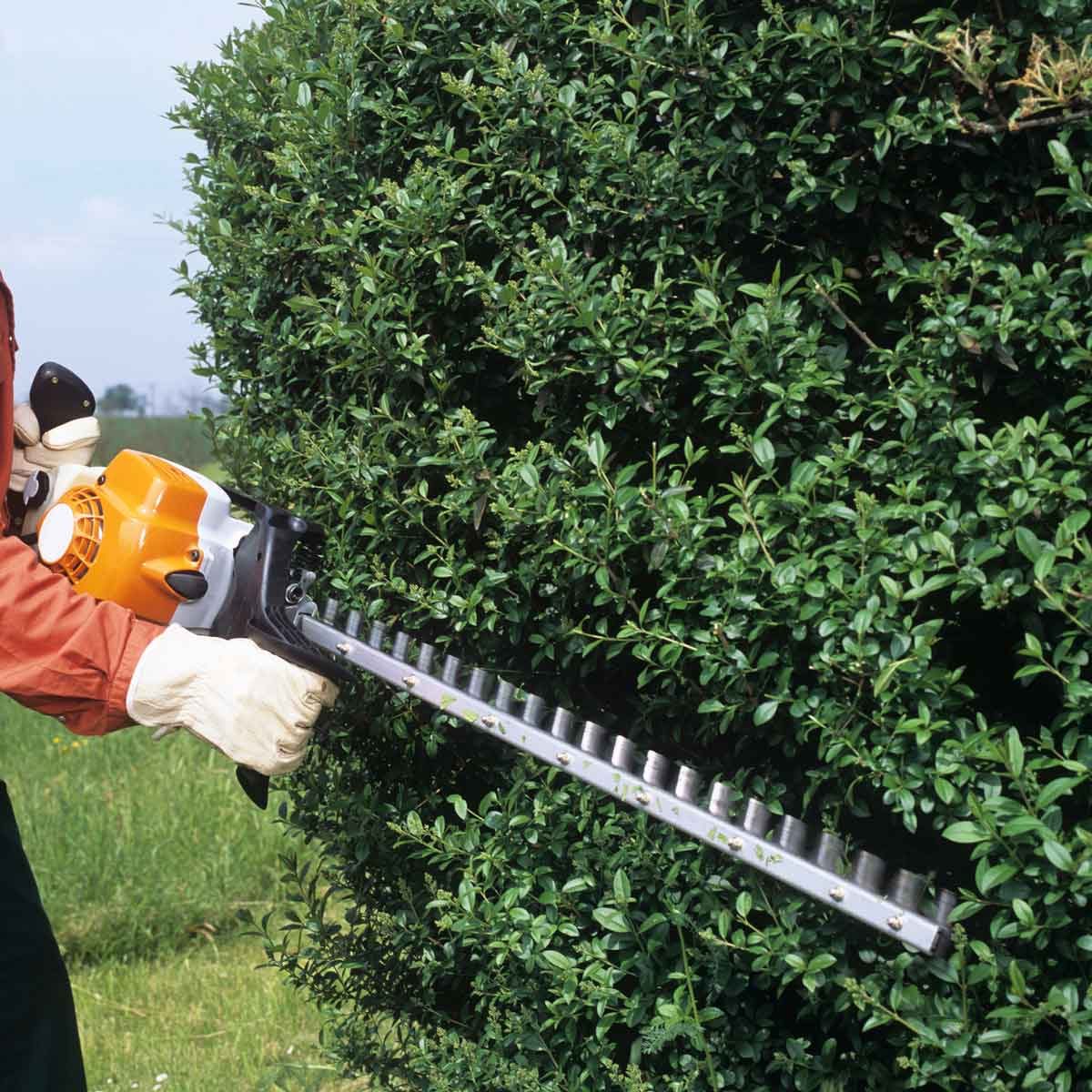 Trimming Hedges