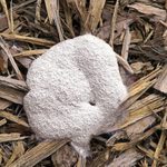 If You See White Stuff on Your Mulch, This is What it Means