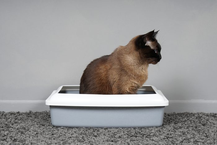 housebroken cat sitting in sifting pan litter box