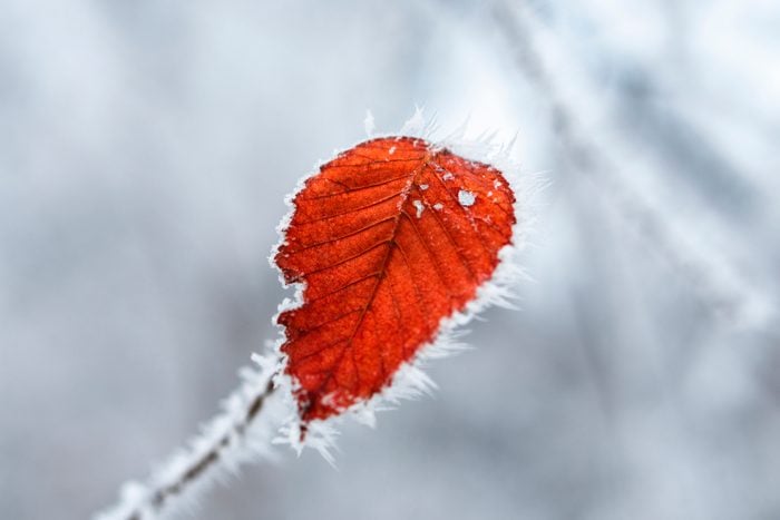the last leaf on a winter tree