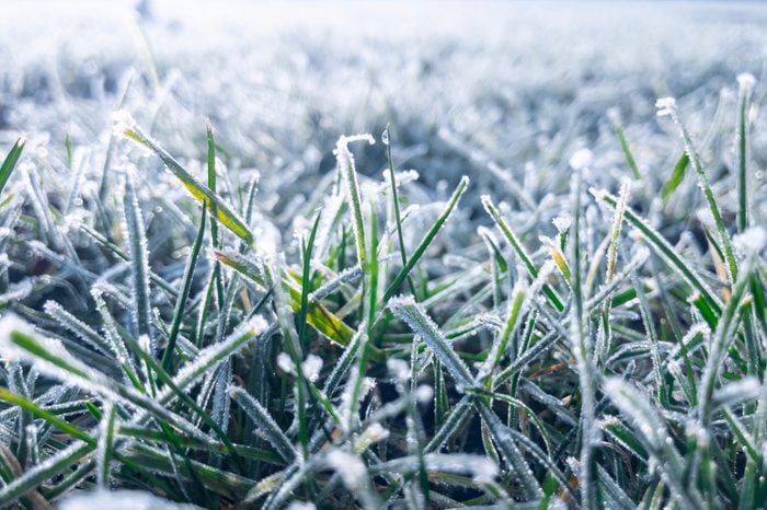 frozen grass in the winter
