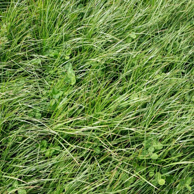 Perennial ryegrass and large leafed clover grown as stock feed on farms
