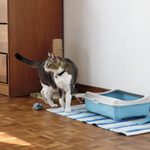 6 Types of Cat Litter Boxes