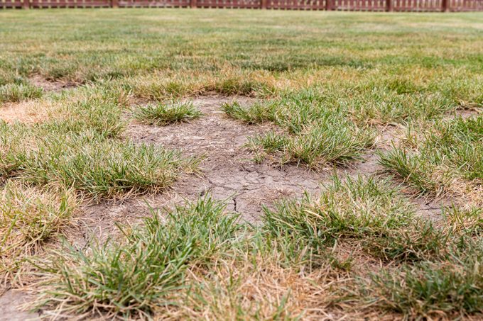 dry dead grass during a drought