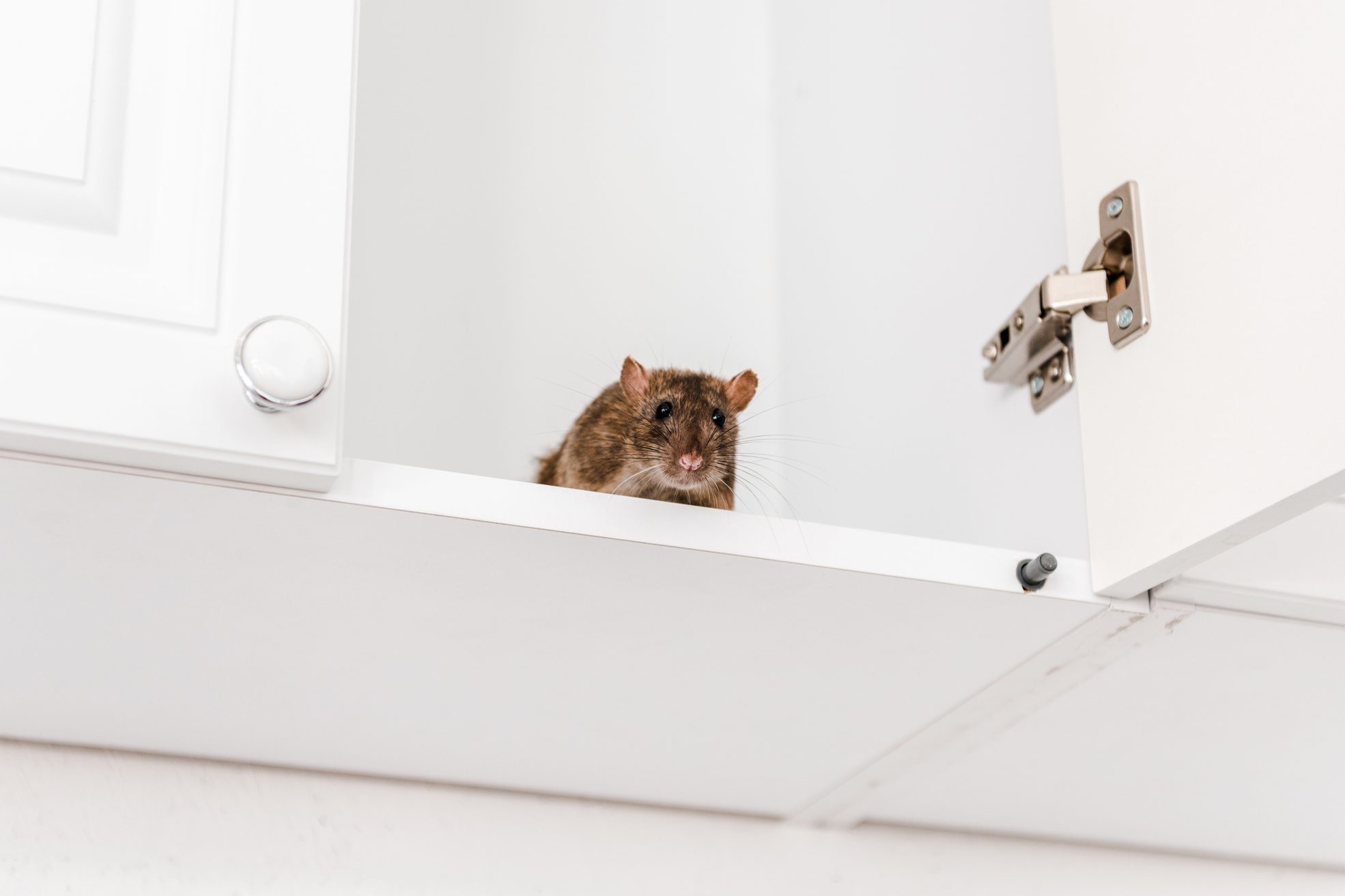 rodent inside kitchen cabinet