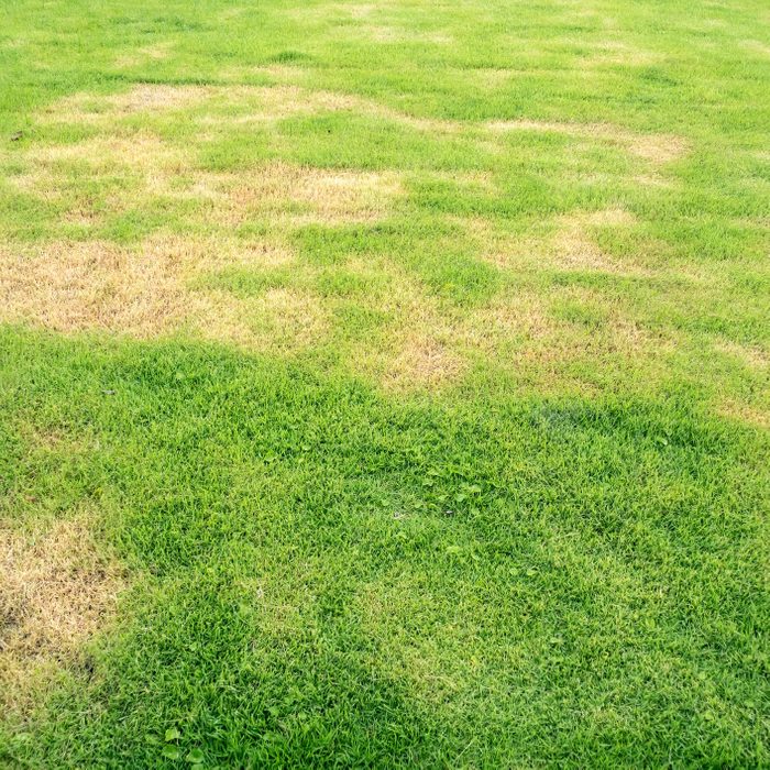 lawn in bad condition and need maintaining