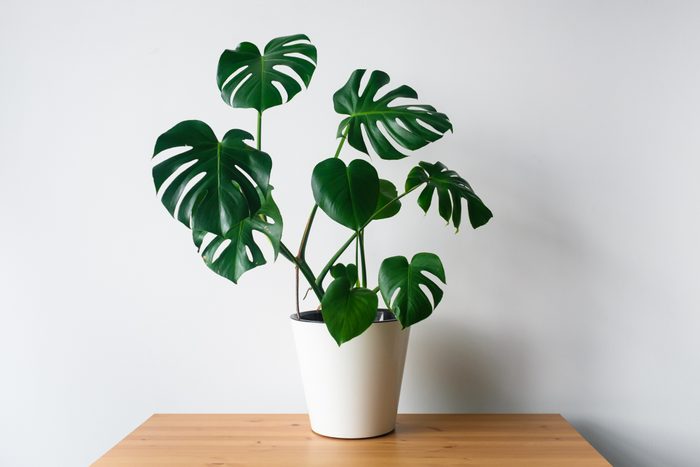 Potted House Plant, monstera in white pot, On wood Table Against a white Wall