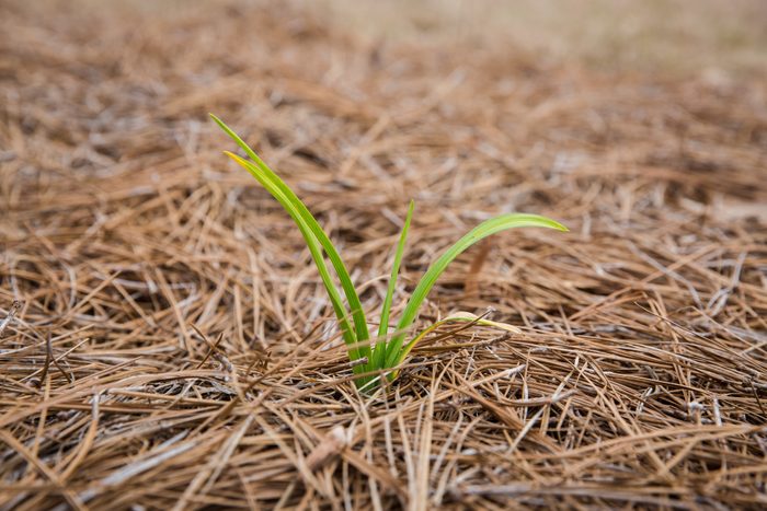 Daffodil sprouting out of pine straw