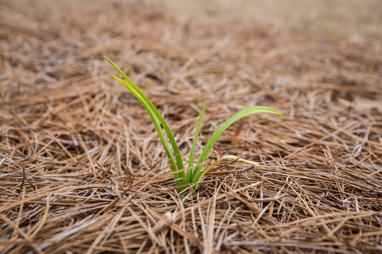 What To Know About Pine Needle Mulch | Family Handyman