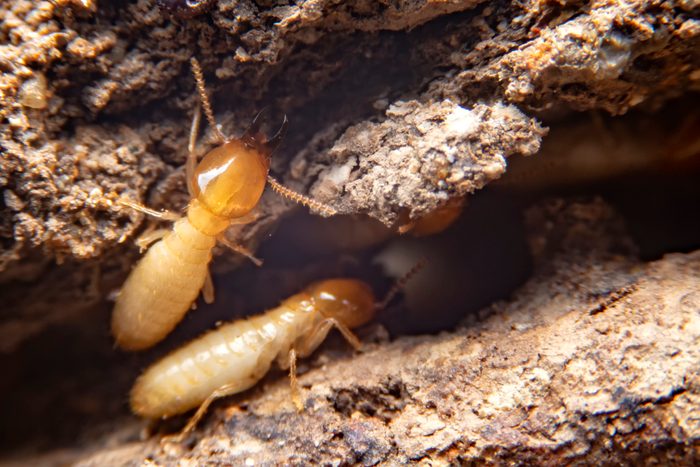 super close up of termites on the ground searching for food