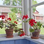 How To Overwinter Geraniums