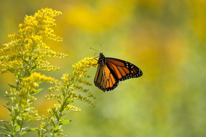 Monarch Butterfly Feeding on Goldenrod plant